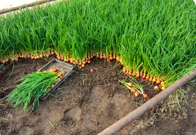 Секреты обильного урожая лука: как достичь успеха с помощью древесной золы