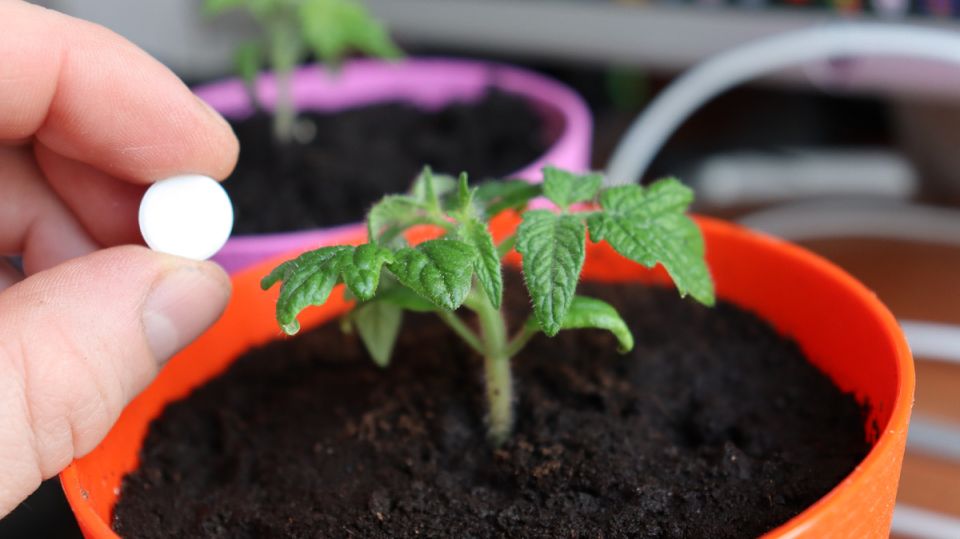 ��� �������� ��������� �������� �������� ������� ������: ������� �� ��������