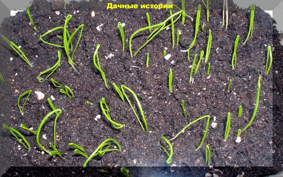 ������� ��������� ����������� ���� ���������: �� ����� �� ��������