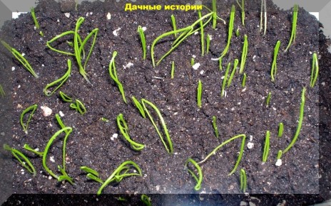 ������� ��������� ����������� ���� ���������: �� ����� �� ��������