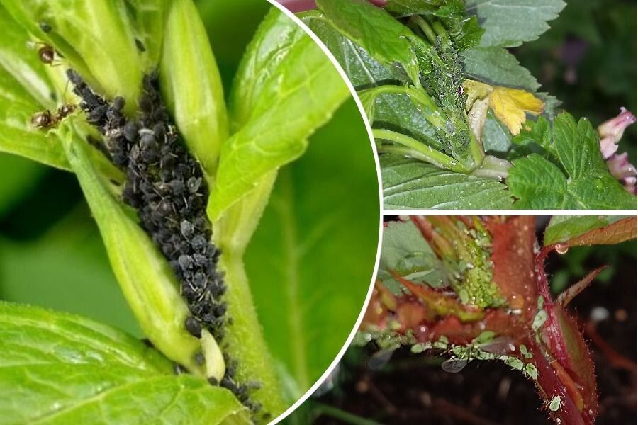 ��� ��� ����������: ����������� ������ ������ � ���� � ���������