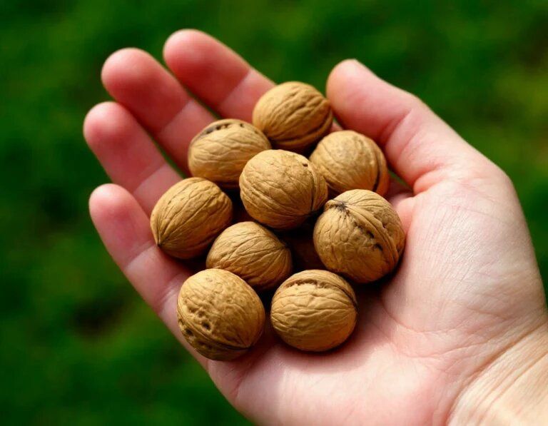 ��� ��������� ������� ���: ������ ������������