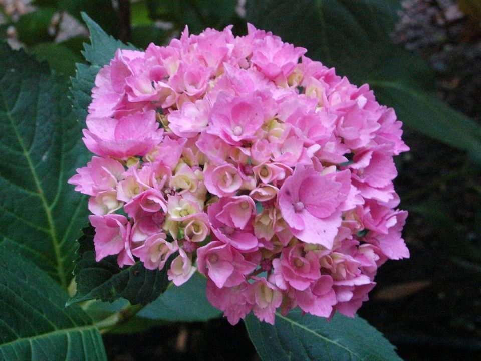 ��������� � ������ ������: ��� ������ ��������� ��������������