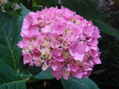 ��������� � ������ ������: ��� ������ ��������� ��������������