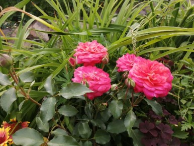 ��� �������� ������� ��������� ����: ������������ ������� �� ����