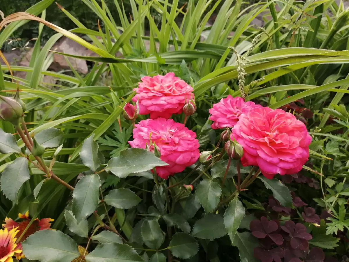 Как пережили зимовку сибирские розы: удивительные истории из дачи