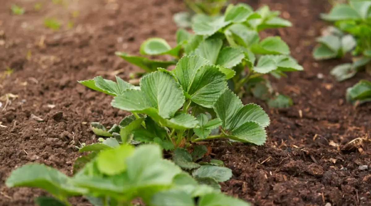 Как подготовить клубнику к зиме: шесть ключевых шагов для хорошего урожая