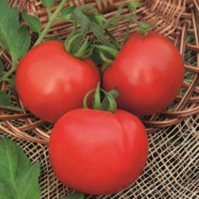 Неприхотливые томаты для занятых огородников: 5 простых сортов на любой вкус