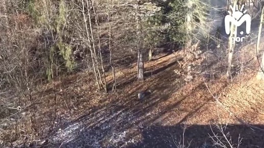 ��� ��������� ����� ������������� ������������ ������������ �����������, ������� ���������� �� ������ �� ������������