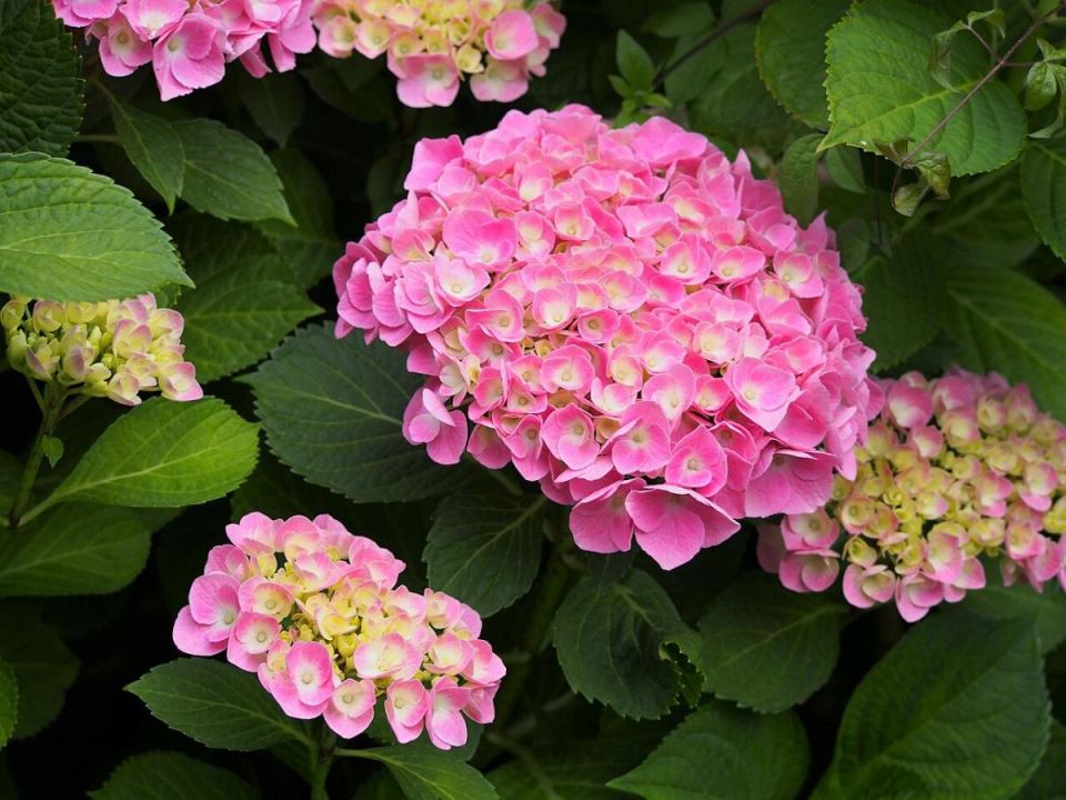 ���������: ������������ ����������� ������ ���� � ��� ��� �������