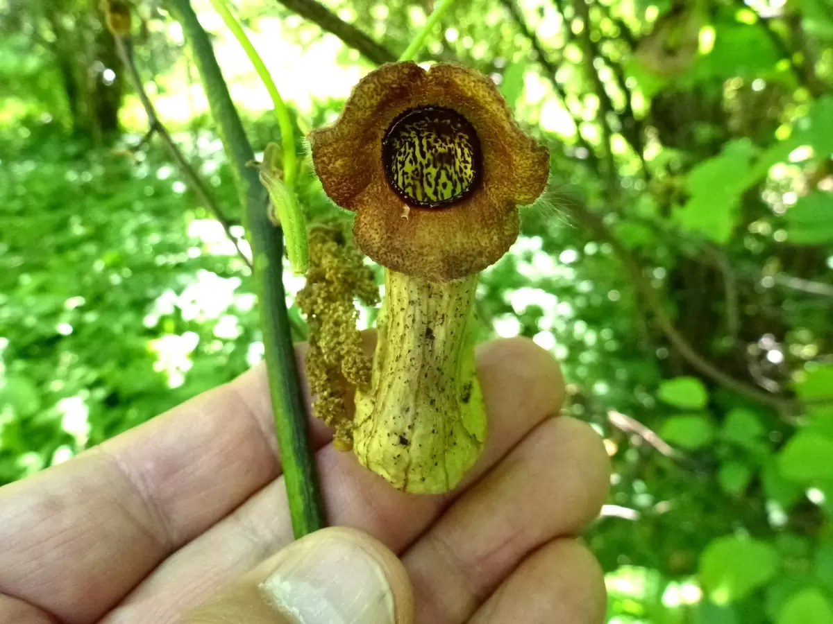 Кирказоны: Интригующие Растения с Неповторимым Очарованием