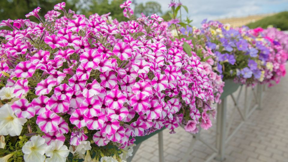 ������� ���������: ������� ����� �� ���������� ��������� ���������