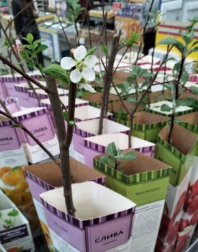 ����� � ������������� �������: ��� �� ��������� �� ������ ��������