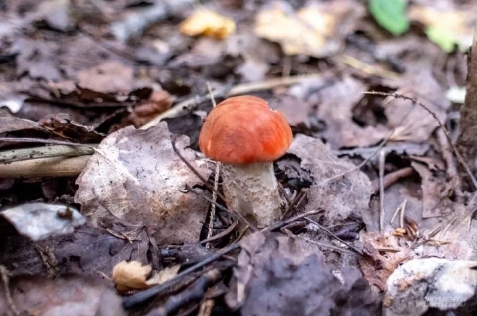 ������� �����: ����������� ������� ��������� ������� ���� ��� ����� ������ � �������