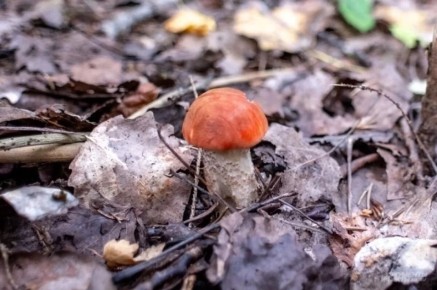 ������� �����: ����������� ������� ��������� ������� ���� ��� ����� ������ � �������