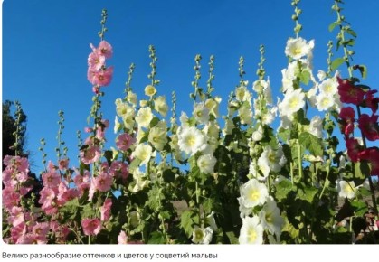 Удивительная мальва: как успешно вырастить это красивое растение в своем саду