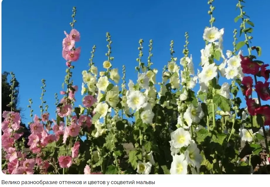 Удивительная мальва: как успешно вырастить это красивое растение в своем саду