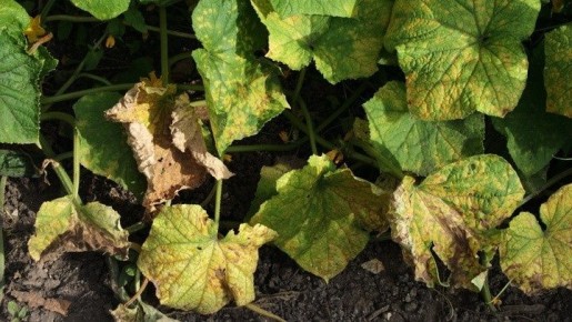 ��� �� ��� ������� ������� ��� ������������ ������� ��� �������