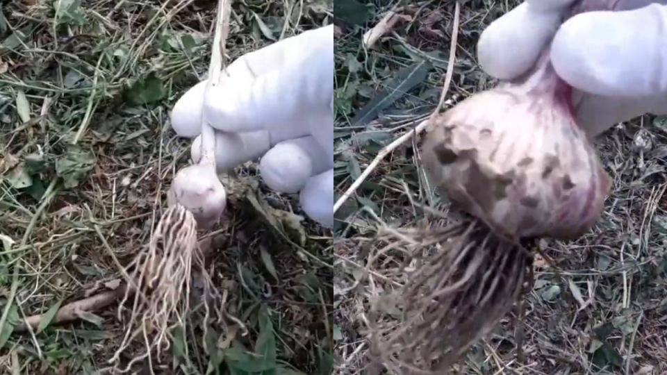 ��� ��������� ������ ������� �������: ���� ����������� �������