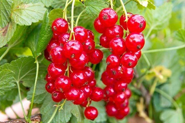 ��������� ������: �������� ������������ � �������