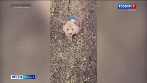 Спасенного североосетинскими волонтерами медвежонка приютили в Московской области