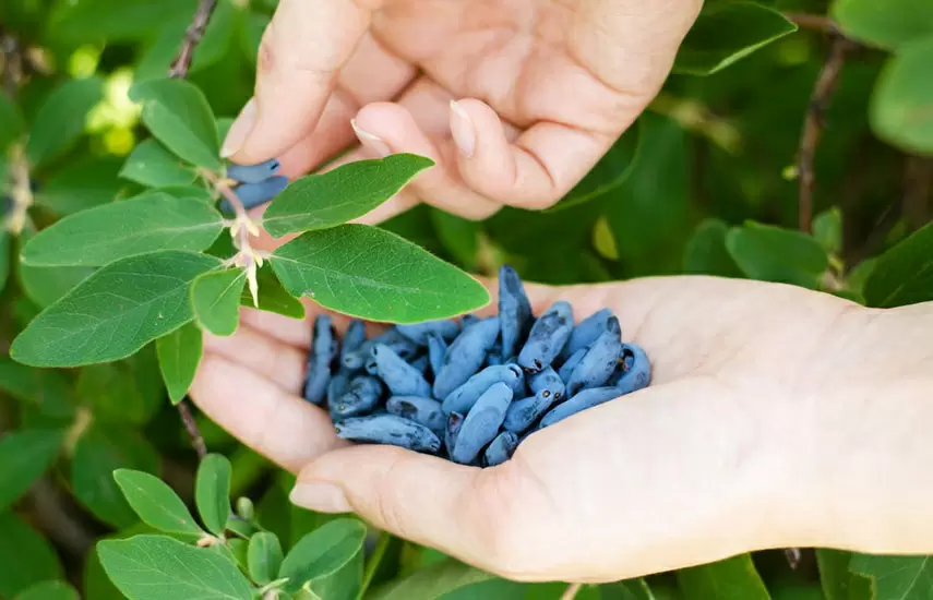 Как вырастить крупные ягоды жимолости за три простых шага