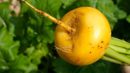 ���� ������������: ������ ���� ������� ��������� ������ ������ ����� ����� �� ����� �����