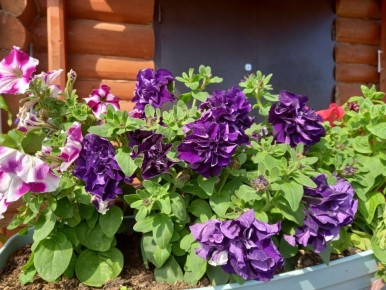 ��� ������� ����� ����� ����� ��������: ������� ������ �� ������ ����