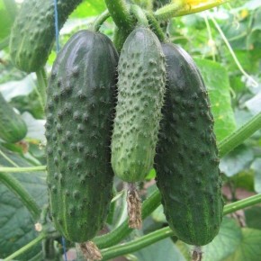 ������ �����: ������� ������� � ������� ������