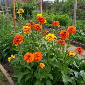 ��� �������� ������� ��������� �������� ��������� �� ������ �������