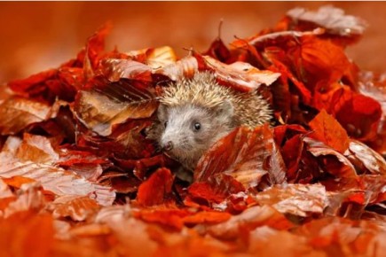 ������� ��������� �������: ����� � ��� ����� ����� ������ � ������