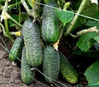 ��� �������� ������ ������ �������: ������������ ������ �� ����������