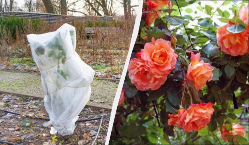 ��� ��������� ������ ���� �� ����: ������ ��� ����������