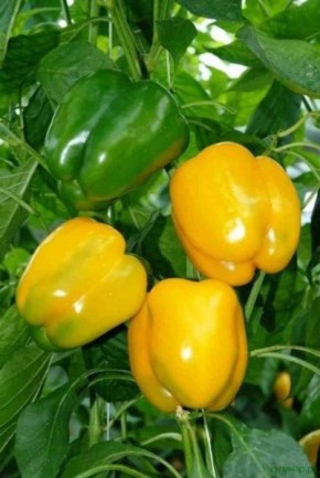 ���� ����� ������� �����: ��� �������� ������� ��� ���������� ������