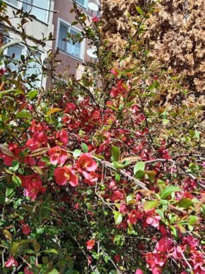 ���� �. �����������. ������� ���� ���������� ���� � ������� ������