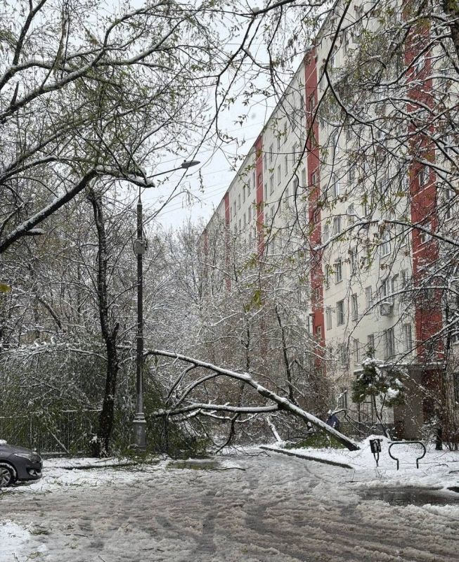 1200 деревьев рухнуло в Москве из-за непогоды, — СМИ