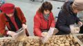 Цены на картофель и овощи упали, но как это отразится на аграриях?