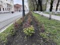 Почти миллион цветов украсят город