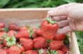 Секреты богатого урожая: как удобрить клубнику для сладких и крупных ягод