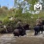 Волонтёры с собаками из Северной Осетии подключились к поискам пропавшего ребёнка в Ингушетии