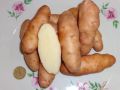 Картофель Аня: уникальный вкус и экзотическая форма клубней