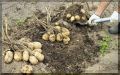 Когда собирать картошку: советы по уборке и сохранению урожая
