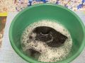 Неожиданные хитрости с моющим средством для посуды