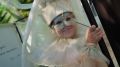 Документальный фильм о фестивале «Вахтангов