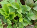 Почему уход за клубникой в июле — ключ к успеху следующего сезона?