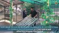 Во Владикавказе начали проверки законности точек продажи арбуза и дыни