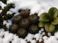 Зимний прием ухода оживляет сад и подсказывает, как обеспечить раннее цветение
