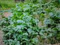 Как мульча преобразует урожай картофеля: опыт и исследования