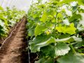 Теплица как искусство: создаем гармоничное соседство растений