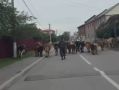 В Беслане отловили безнадзорно гуляющих по улицам коров, владельцам предстоит заплатить штраф